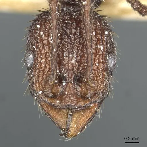 Aphaenogaster relicta specimen CASENT0913122 image casent0913122_2
