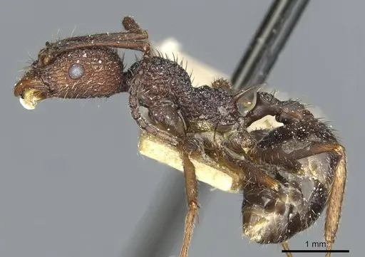 Aphaenogaster relicta specimen CASENT0913122 image casent0913122_3