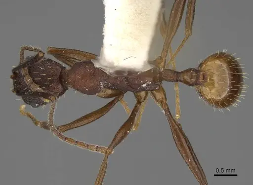 Aphaenogaster reticulaticeps specimen CASENT0914478 image casent0914478_1