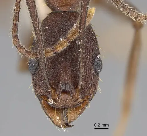 Aphaenogaster reticulaticeps specimen CASENT0914478 image casent0914478_2