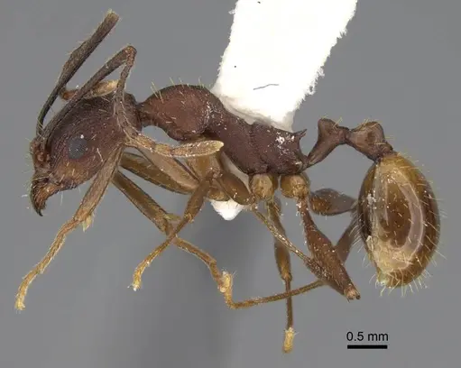Aphaenogaster reticulaticeps specimen CASENT0914478 image casent0914478_3