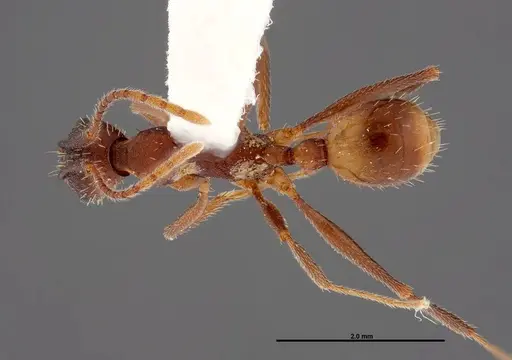 Aphaenogaster reticulaticeps specimen FMNHINS0000047112 image fmnhins0000047112_1
