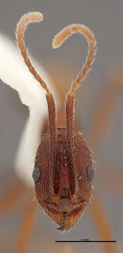 Aphaenogaster reticulaticeps specimen FMNHINS0000047112 image fmnhins0000047112_2