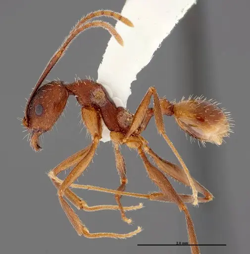 Aphaenogaster reticulaticeps specimen FMNHINS0000047112 image fmnhins0000047112_3