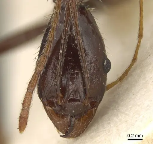 Aphaenogaster rhaphidiiceps specimen CASENT0916079 image casent0916079_1