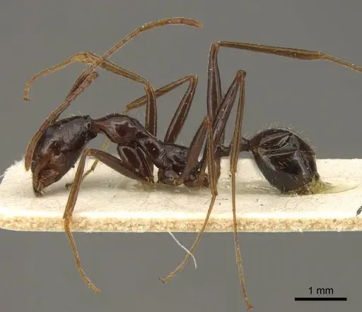 Aphaenogaster rhaphidiiceps specimen CASENT0916079 image casent0916079_2