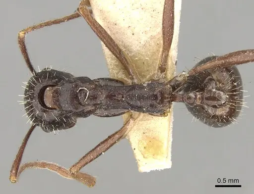 Aphaenogaster rothneyi specimen CASENT0280951 image casent0280951_1