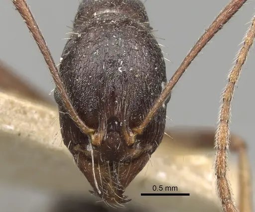 Aphaenogaster rothneyi specimen CASENT0280951 image casent0280951_2