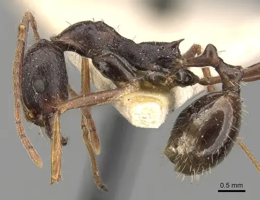 Aphaenogaster rothneyi specimen CASENT0280951 image casent0280951_3