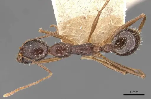 Aphaenogaster rothneyi specimen CASENT0907692 image casent0907692_1