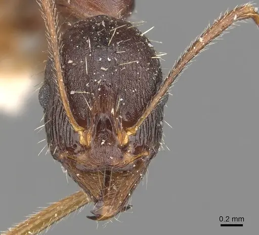 Aphaenogaster rothneyi specimen CASENT0907692 image casent0907692_2