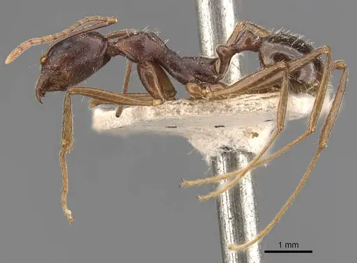 Aphaenogaster rothneyi specimen CASENT0907692 image casent0907692_3