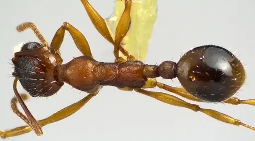 Aphaenogaster rudis specimen ANTWEB1041623 image antweb1041623_1