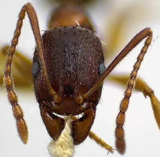 Aphaenogaster rudis specimen ANTWEB1041623 image antweb1041623_2