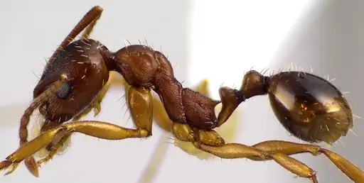 Aphaenogaster rudis specimen ANTWEB1041623 image antweb1041623_3