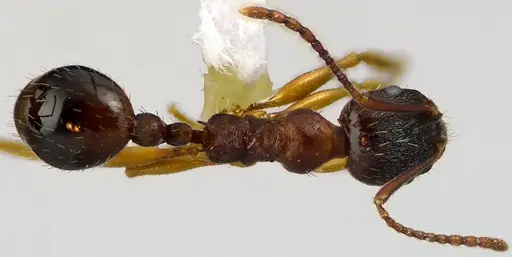 Aphaenogaster rudis specimen ANTWEB1041624 image antweb1041624_1