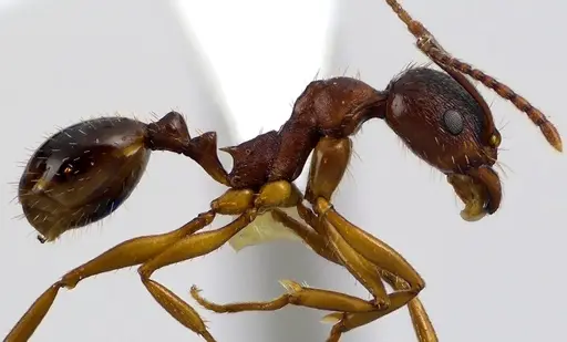 Aphaenogaster rudis specimen ANTWEB1041624 image antweb1041624_3