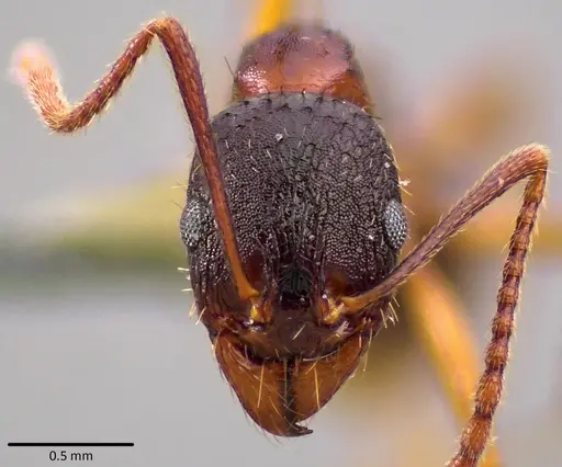 Aphaenogaster rudis specimen ANTWEB1041756 image antweb1041756_1