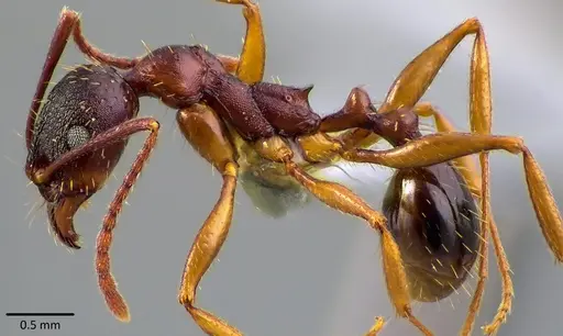 Aphaenogaster rudis specimen ANTWEB1041756 image antweb1041756_2