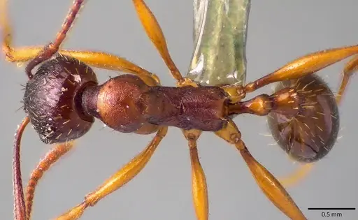 Aphaenogaster rudis specimen ANTWEB1041757 image antweb1041757_1