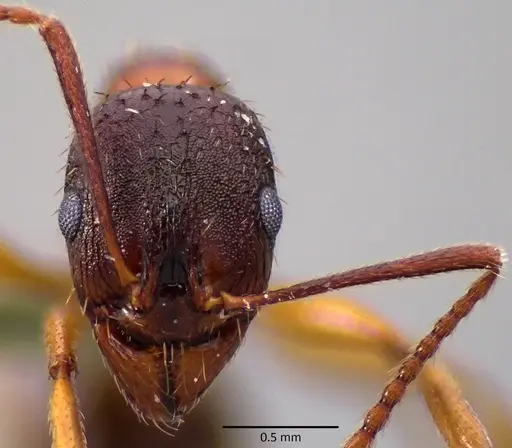Aphaenogaster rudis specimen ANTWEB1041757 image antweb1041757_2