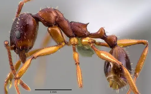 Aphaenogaster rudis specimen ANTWEB1041757 image antweb1041757_3