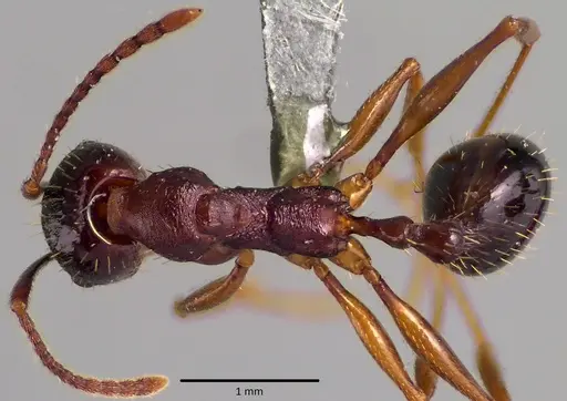 Aphaenogaster rudis specimen ANTWEB1041761 image antweb1041761_1