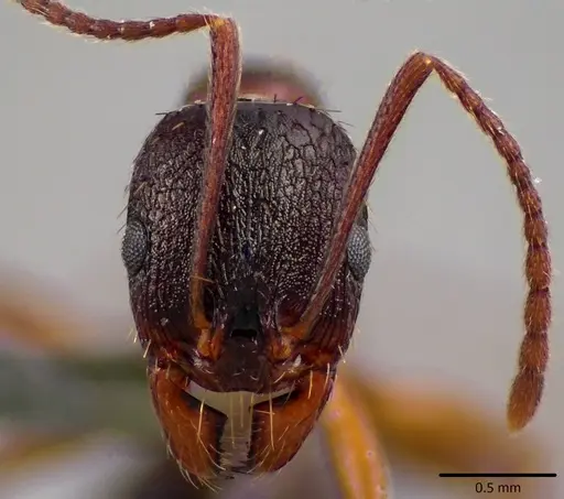 Aphaenogaster rudis specimen ANTWEB1041761 image antweb1041761_2