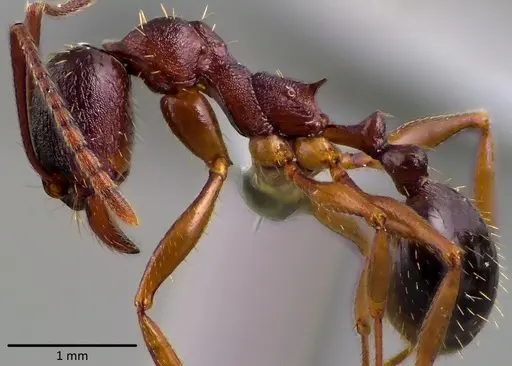 Aphaenogaster rudis specimen ANTWEB1041761 image antweb1041761_3