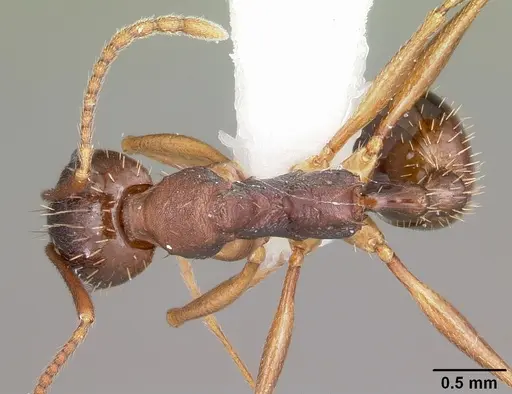 Aphaenogaster rudis specimen CASENT0104843 image casent0104843_1