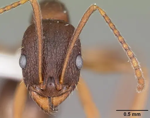 Aphaenogaster rudis specimen CASENT0104843 image casent0104843_2