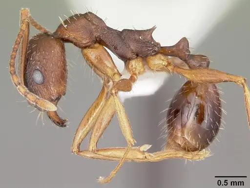 Aphaenogaster rudis specimen CASENT0104843 image casent0104843_3