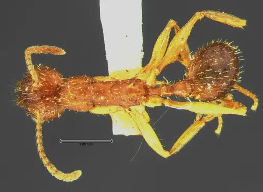 Aphaenogaster rudis specimen CASENT0105671 image casent0105671_1