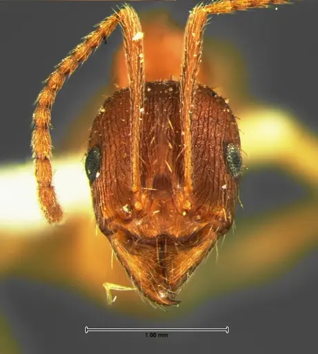 Aphaenogaster rudis specimen CASENT0105671 image casent0105671_2