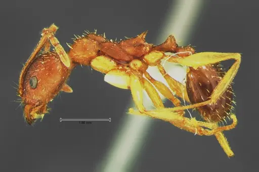 Aphaenogaster rudis specimen CASENT0105671 image casent0105671_3