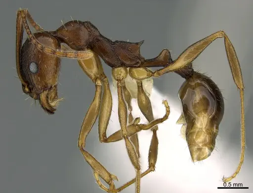 Aphaenogaster rudis specimen CASENT0752241 image casent0752241_1