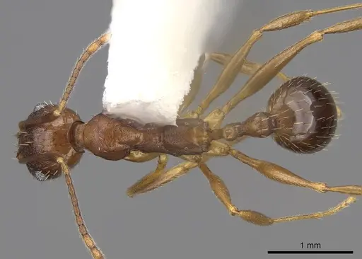 Aphaenogaster rudis specimen CASENT0914476 image casent0914476_1