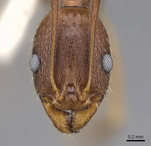 Aphaenogaster rudis specimen CASENT0914476 image casent0914476_2