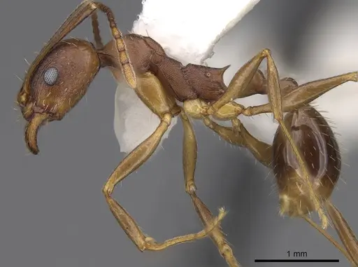 Aphaenogaster rudis specimen CASENT0914476 image casent0914476_3