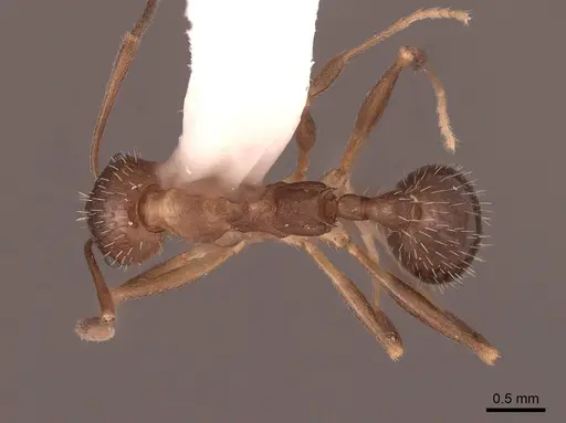 Aphaenogaster rudis specimen FMNHINS0000062941 image fmnhins0000062941_1