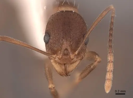 Aphaenogaster rudis specimen FMNHINS0000062941 image fmnhins0000062941_2