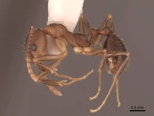 Aphaenogaster rudis specimen FMNHINS0000062941 image fmnhins0000062941_3