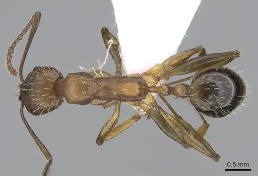 Aphaenogaster rugosoferruginea specimen CASENT0281537 image casent0281537_1