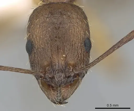 Aphaenogaster rugosoferruginea specimen CASENT0281537 image casent0281537_2