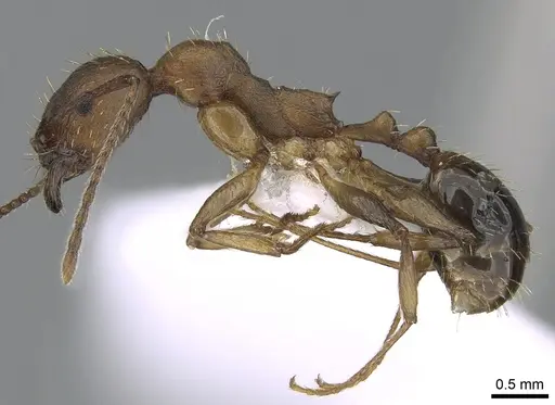 Aphaenogaster rugosoferruginea specimen CASENT0281537 image casent0281537_3