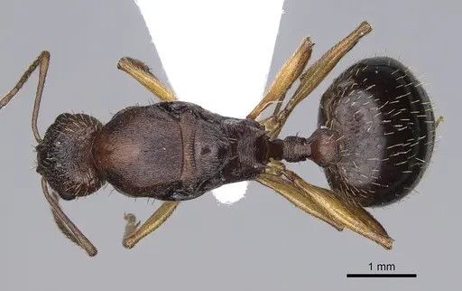 Aphaenogaster rugosoferruginea specimen CASENT0914230 image casent0914230_1