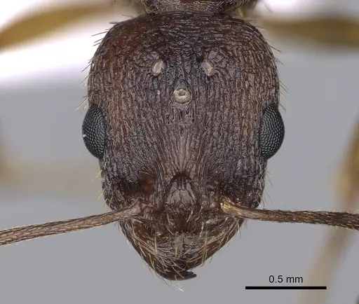 Aphaenogaster rugosoferruginea specimen CASENT0914230 image casent0914230_2