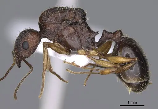 Aphaenogaster rugosoferruginea specimen CASENT0914230 image casent0914230_3
