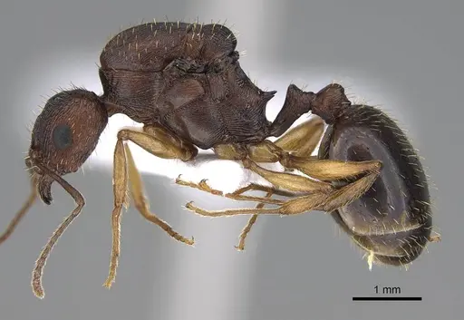 Aphaenogaster rugosoferruginea specimen CASENT0914230 image casent0914230_4