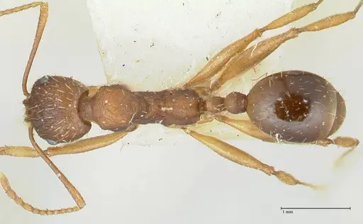 Aphaenogaster rugosoferruginea specimen FOCOL1226 image focol1226_1